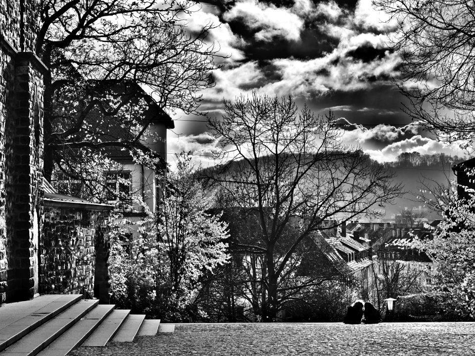 Black And White Photo Of Trees