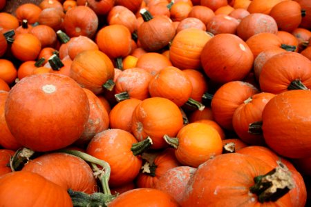 Photography Of Pile Of Pumpkins photo