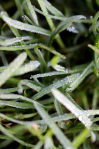 Droplets On Green Grass In Macro Shot photo