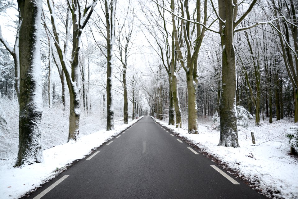 Scenic View Of The Forest During Winter
