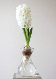 Photography Of White Flower On Clear Glass Vase photo