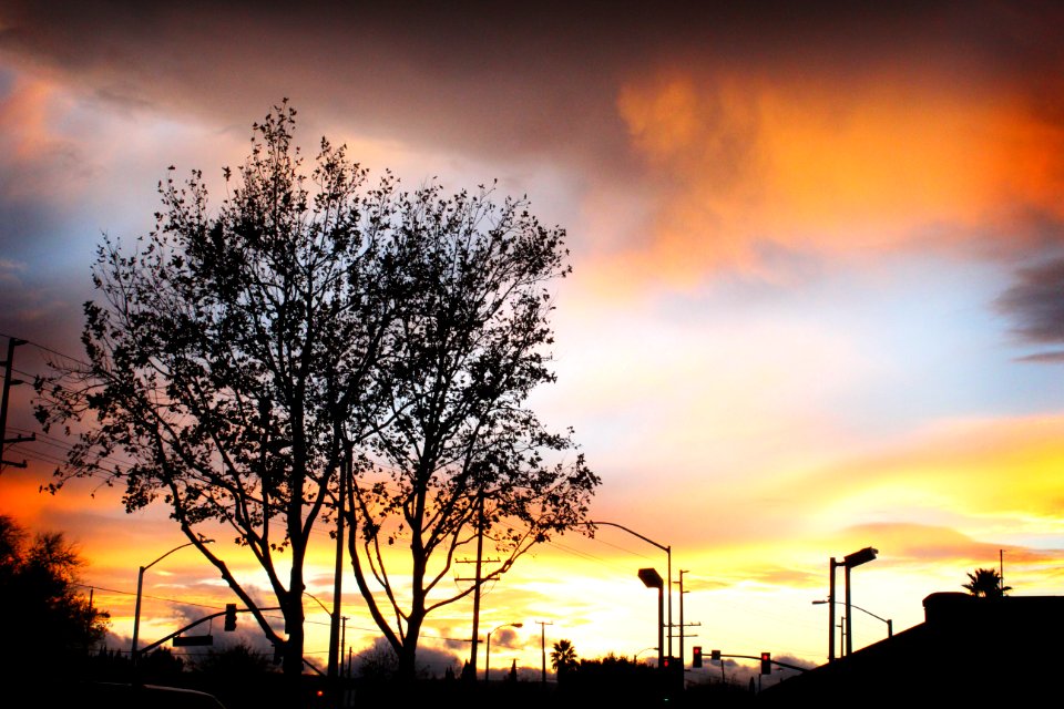 Silhouette Of Tree During Sunset