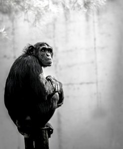 Chimpanzee Sitting On Wood photo