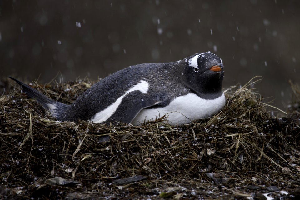 Black And White Penguin