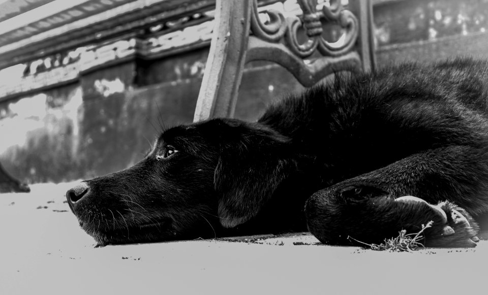 Closeup Photo Of Dog Lying On The Ground