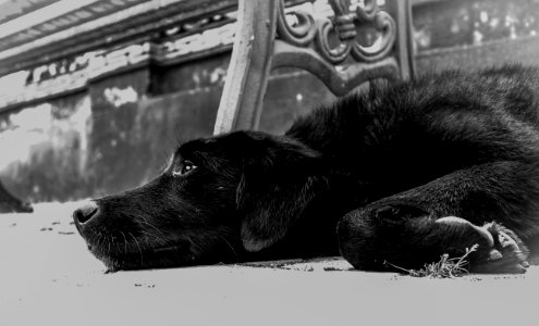 Closeup Photo Of Dog Lying On The Ground photo