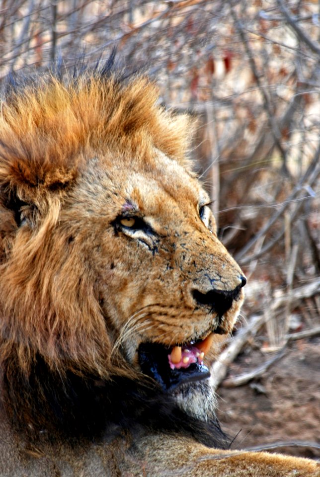 Lion Lying On Ground