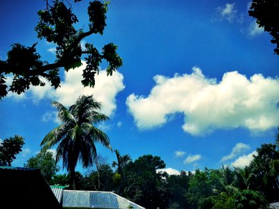 Photography Of Trees Under Blue Cloudy Sky photo