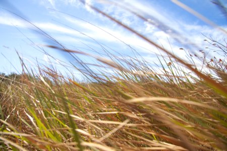 Brown And Green Grass Field