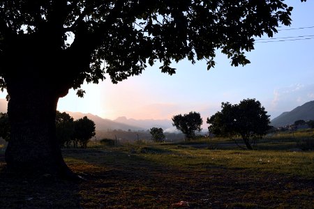 Silhouette Photography Of Tree