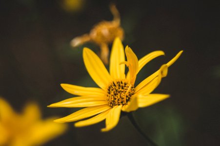 Bokeh Flora Flower