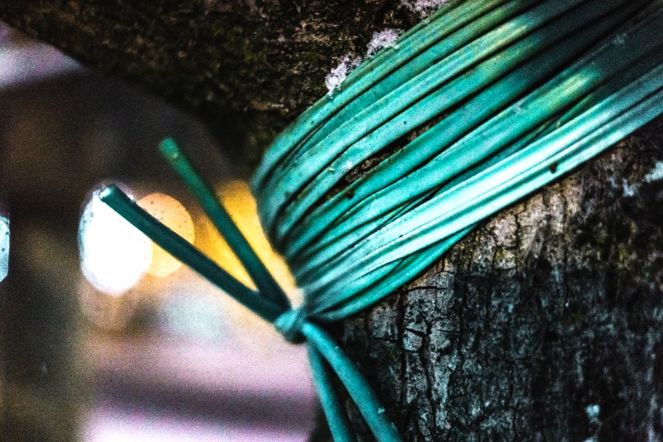 Green Rope Tied On Tree