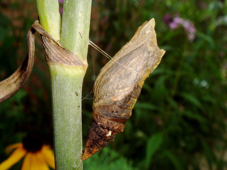 Insect wildlife bug