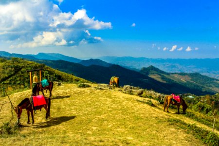 Four Brown Horses In Mountain Under Blue Skies
