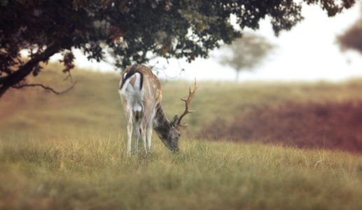 Close-up Photography Of Deer