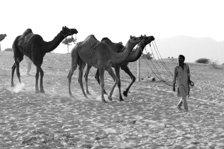 Grayscale Photography Of Man Luring Camels photo