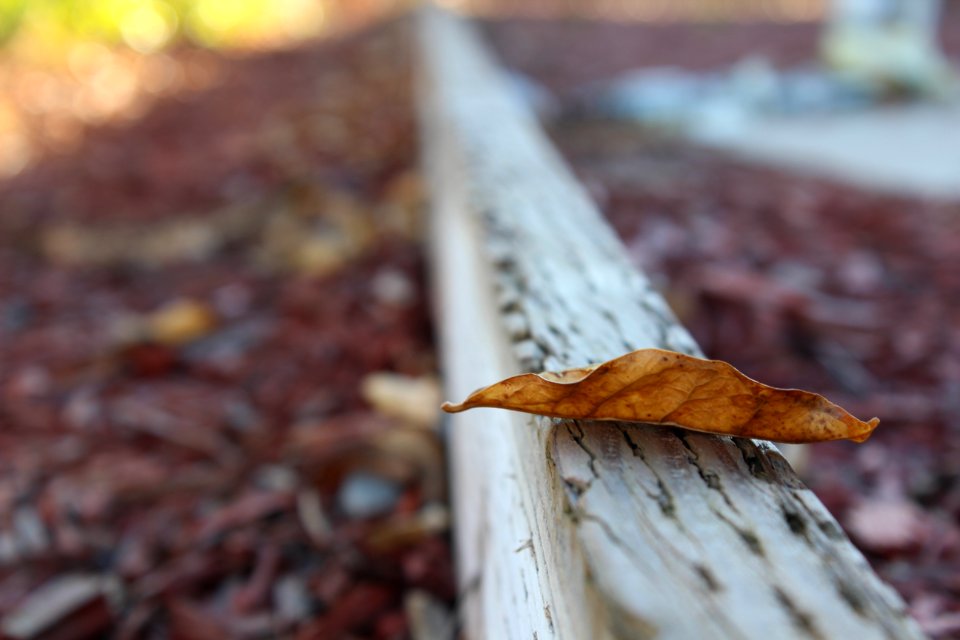 Selective Photo Of Dried Leaf