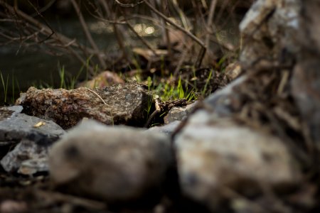 Brown Rock