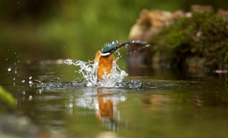 Brown And Blue Bird On Body Of Water Closeup Photography