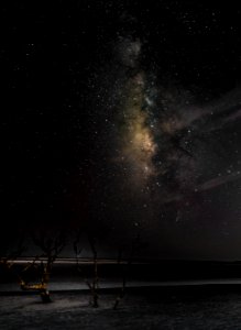 Bare Tree Under Starry Sky