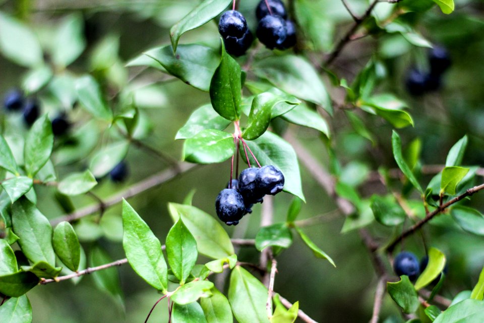 Close-Up Photography Of Blueberries
