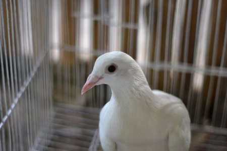 Portrait Of White Pigeon photo