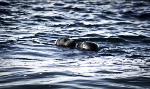 Two Sea Lions In Ocean At Daytime