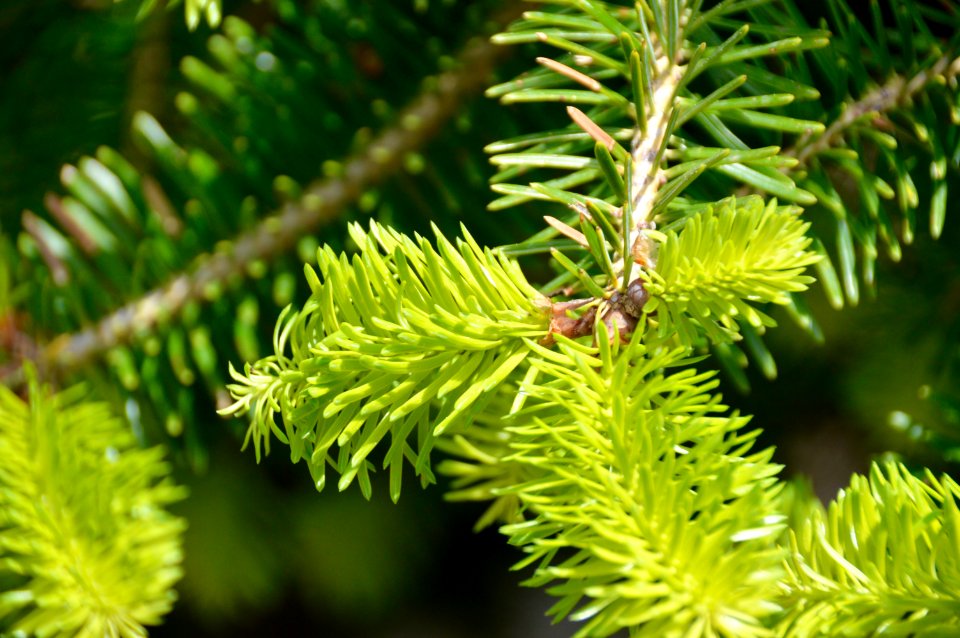 Shallow Focus Photography Of Spruce photo