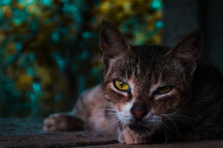 Selective Focus Photography Of Squinted-eyed Cat photo