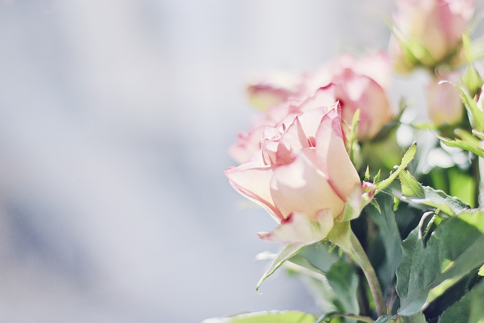 Bloom rose bloom plant