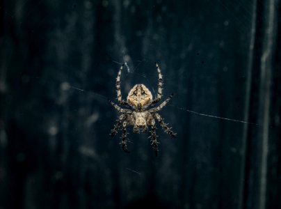 Brown Araneus Cavaticus Barn Spider