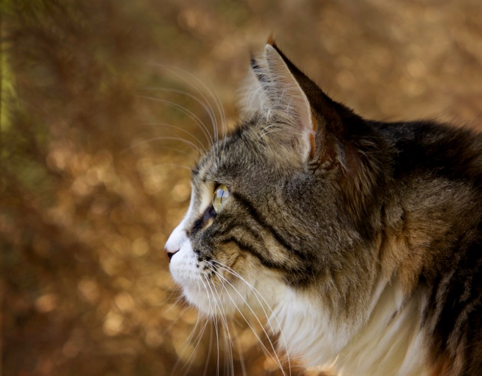 Closeup Photo Of Lynx
