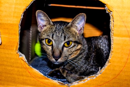 Brown Tabby Cat Inside Cardboard Box photo