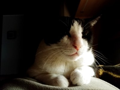 Selective Focus Photography Of Short-fur White And Black Cat