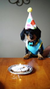 Black And Brown Long Coated Dog Birthday photo