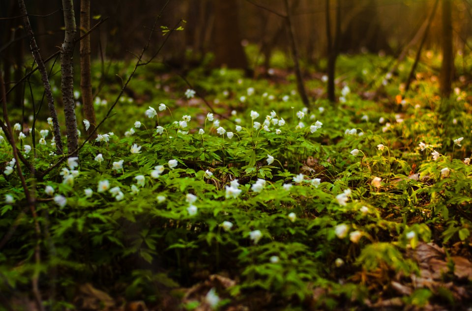 Selective Focus Photography Of Green Leaf Plant With White Petaled Flower