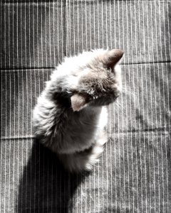Gray Fur Cat photo