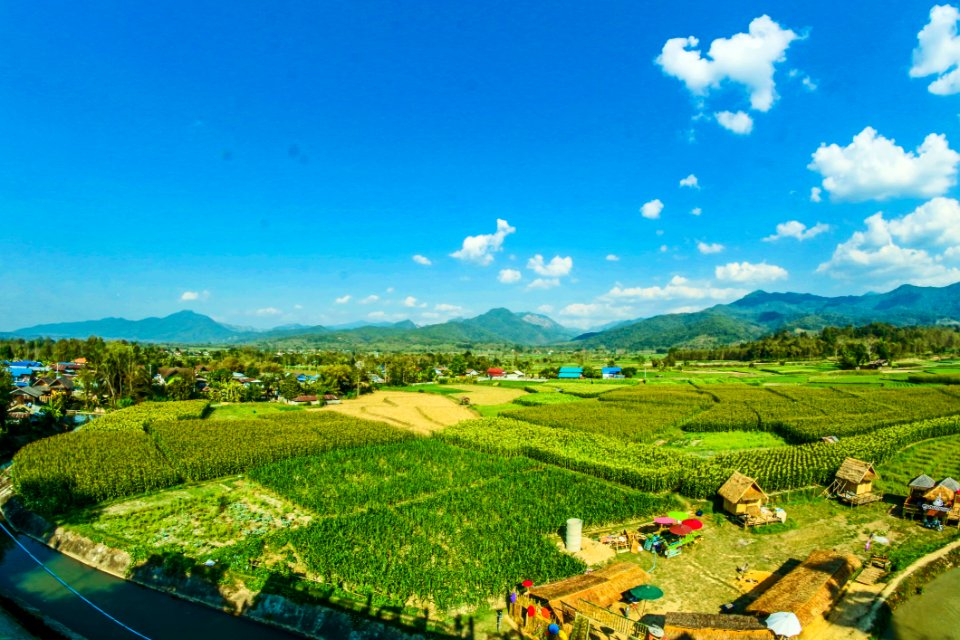 Houses Near The Rice Wheat Field Under The Clear Blue Skies