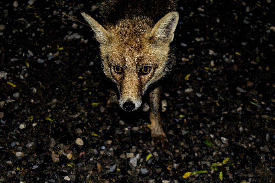 Brown 4-legged Animal