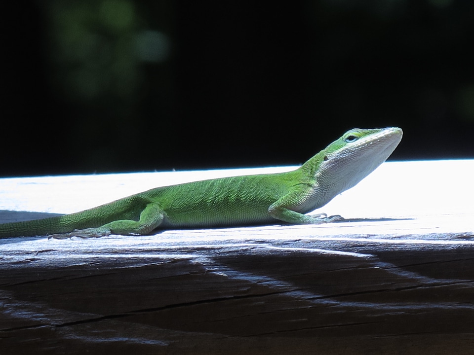 Reptile green creature