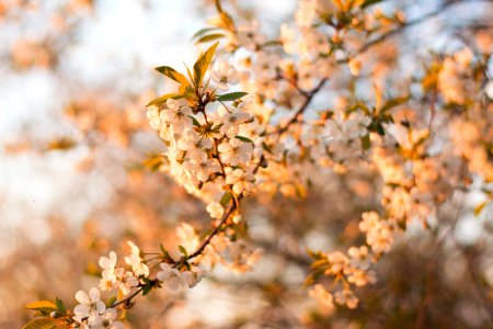 Selective Focus Photography Of White Cherry Blossom Flowers photo