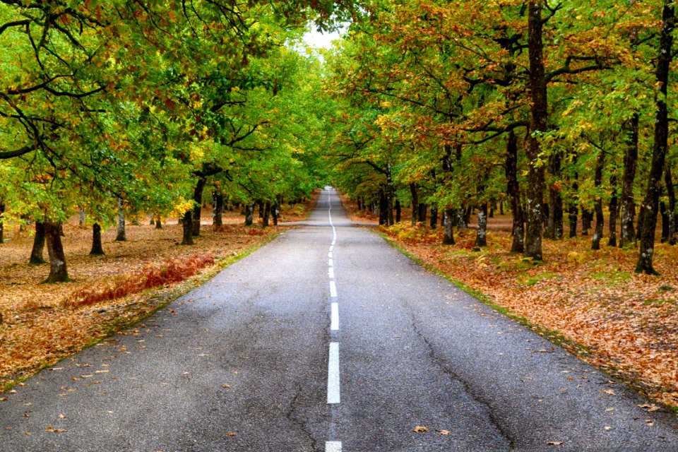 Grey Concrete Road In The Middle Of Dried Leaves photo