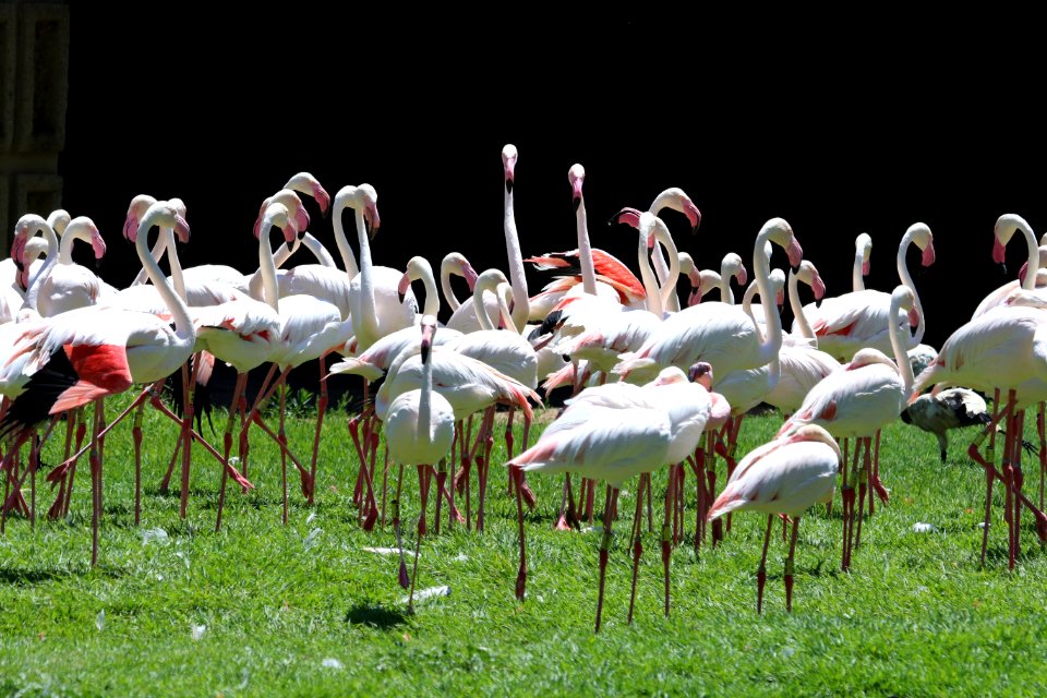 Flock Of White Flamingoes