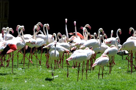 Flock Of White Flamingoes photo