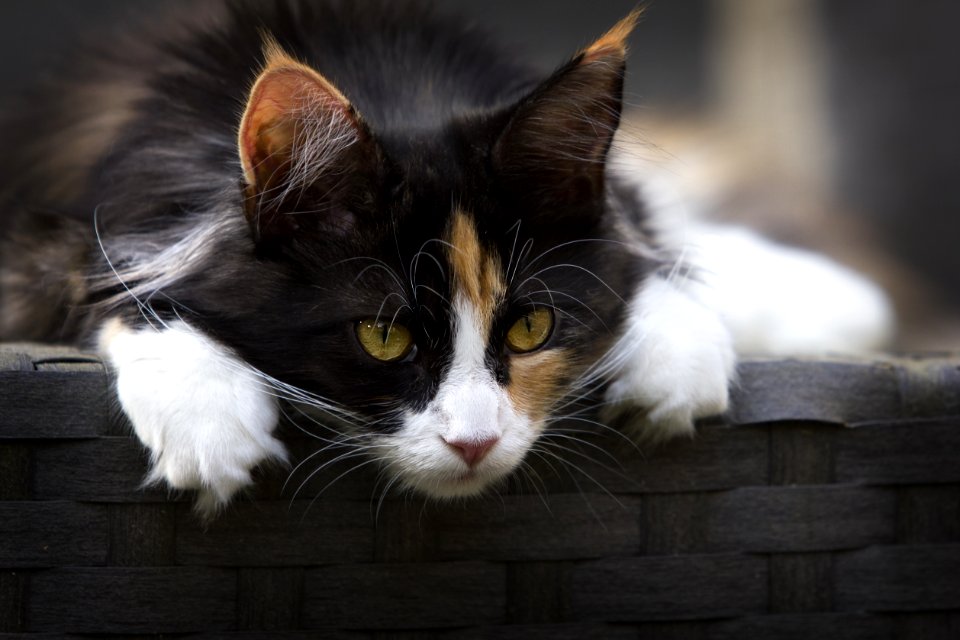 Focus Photo Of Calico Cat