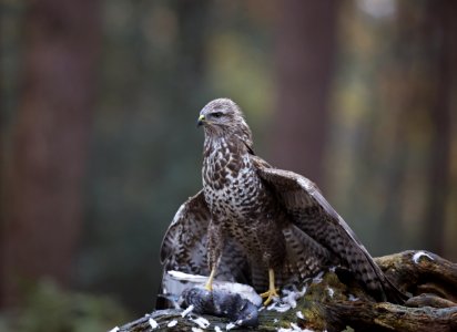Close-up Photo Of Brown Peregrine Falcon
