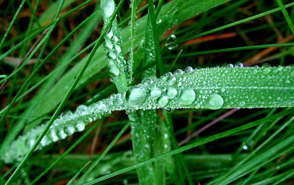 Water Droplets On Green Leaf