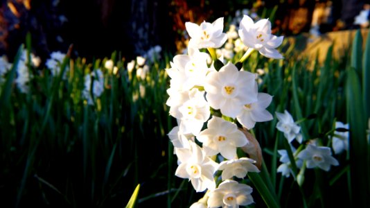 White Daffodil Flowers In Closeup Photography