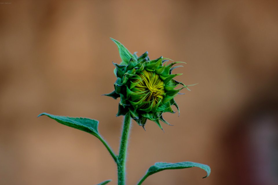 Close-up Photo Of Sunflower