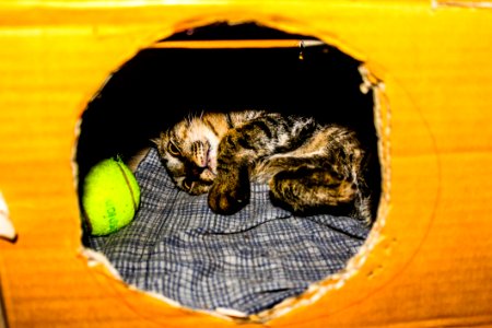 Gray And Brown Kitten In Cardboard Box